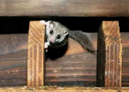 動物図鑑・アフリカヤマネ